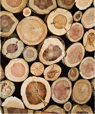 Wood Stump Wallpaper